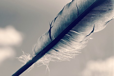feather-4106529_1920
